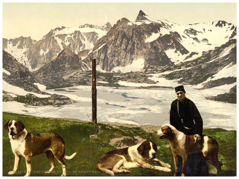 St. Bernard dogs, Valais, Alps of, Switzerland 0400-4538