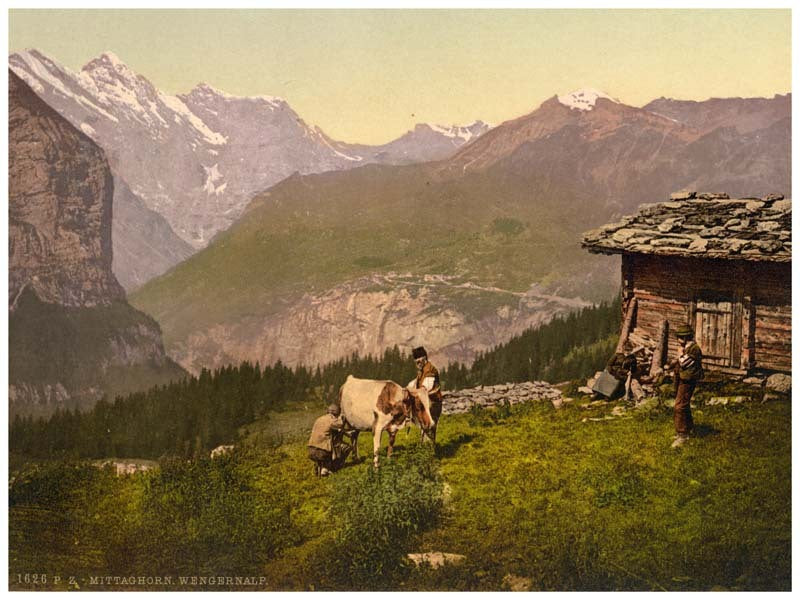 Wengern Alp, cheese dairy, cowkeeper milking cow, Bernese Oberland, Switzerland 0400-4938