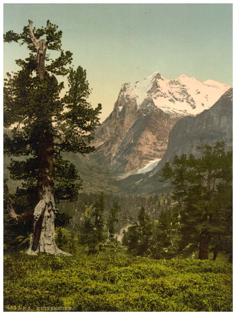 Wetterhorn, general view, Bernese Oberland, Switzerland 0400-4941