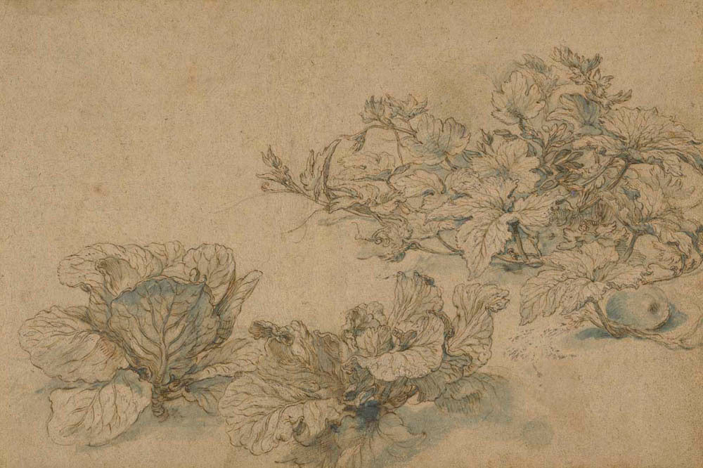 Studies of a Marrow Plant and Cabbages Gm-10964201