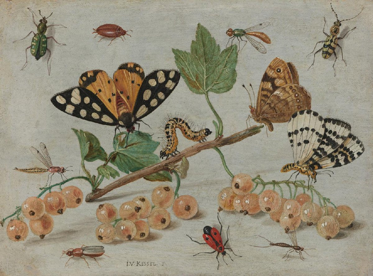 Takje witte aalbessen met insecten