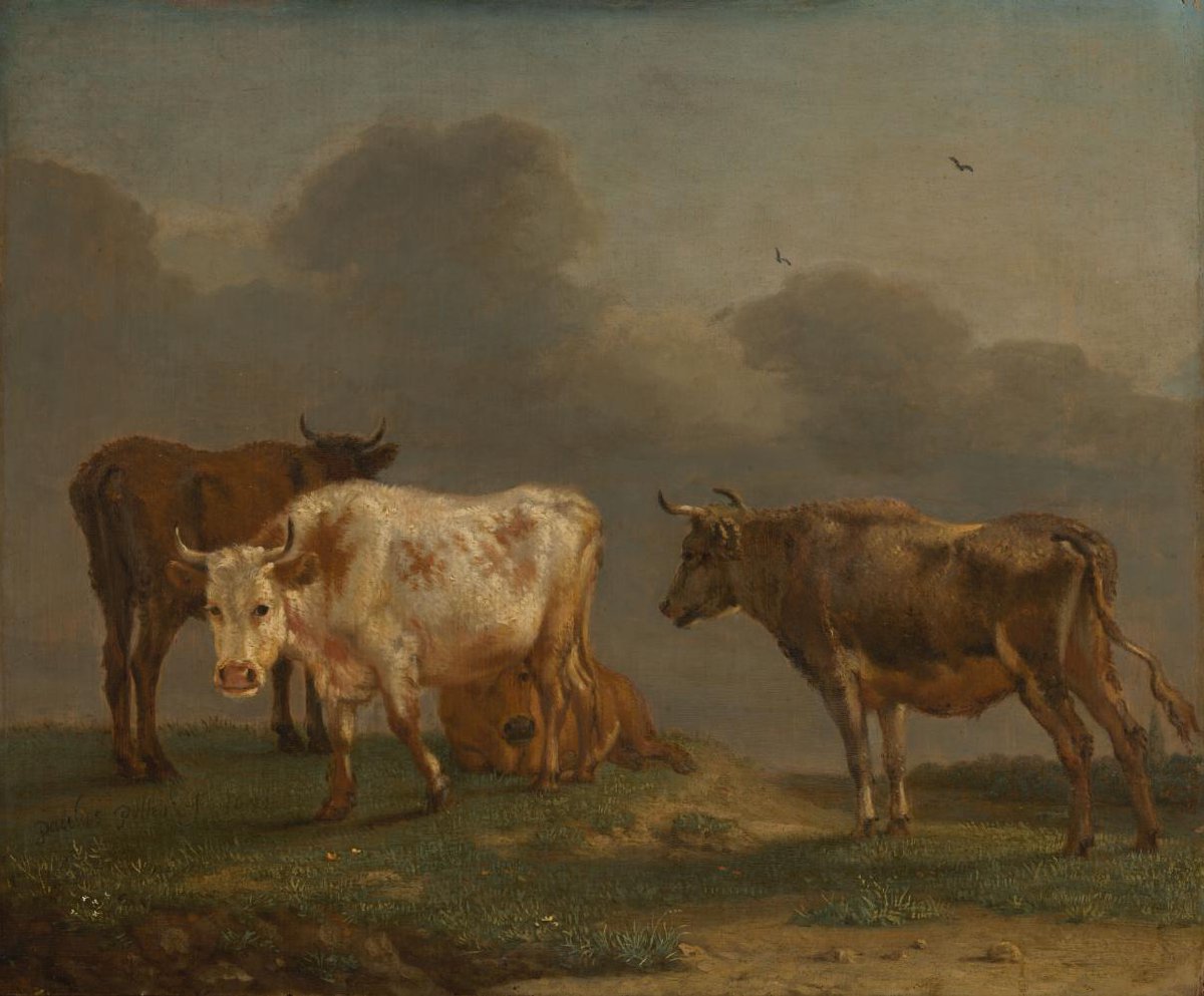 Vier jonge stieren in de wei