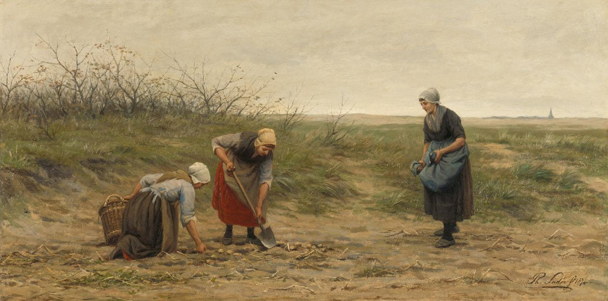 Scheveningse vrouwen bij het nalezen van een gerooid aardappelveld