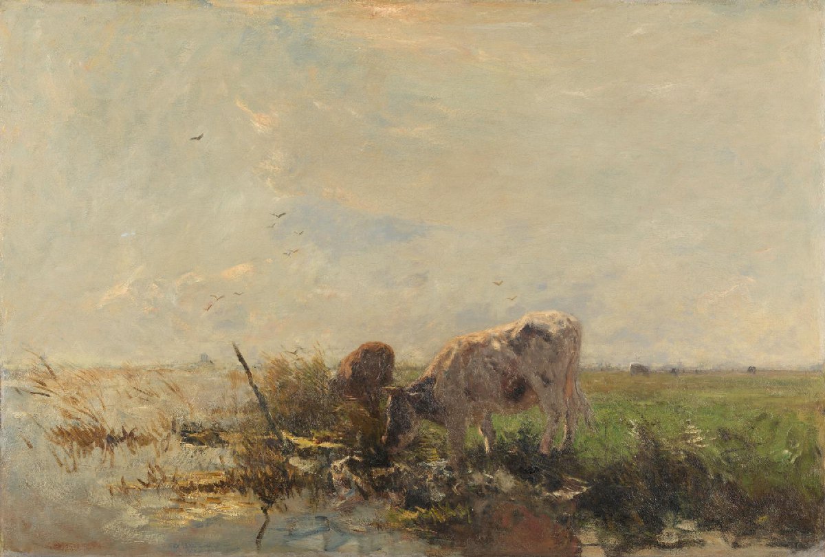 Koeien aan een plas