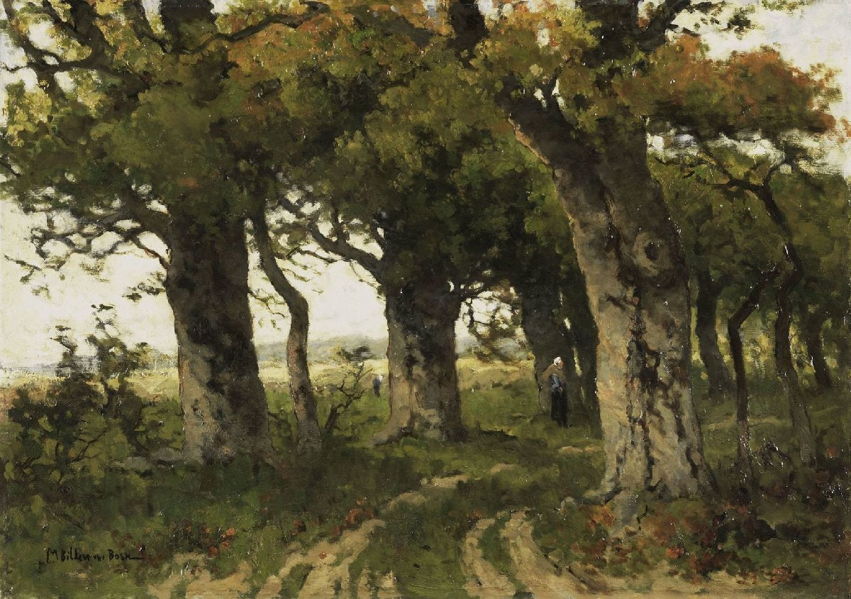 Eikenlaan in de nazomer