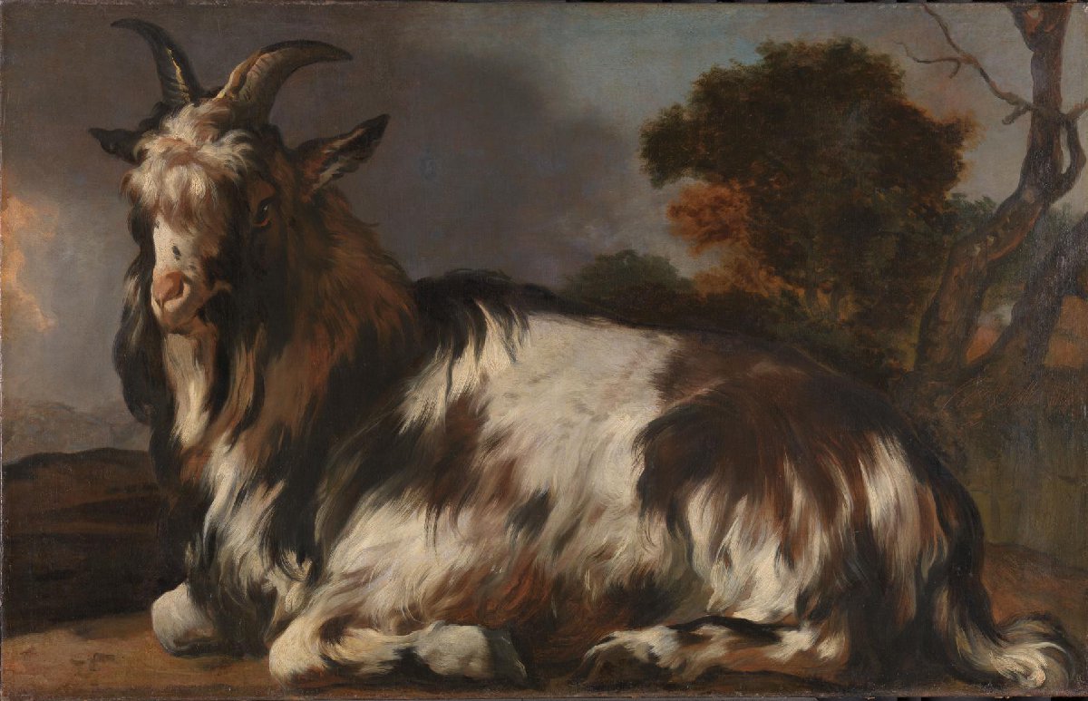 Goat Lying Down