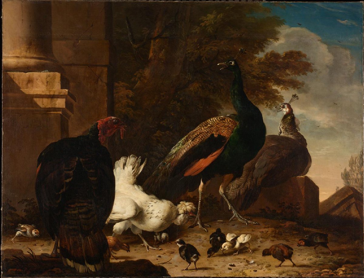 Een hen met pauwen en een kalkoen