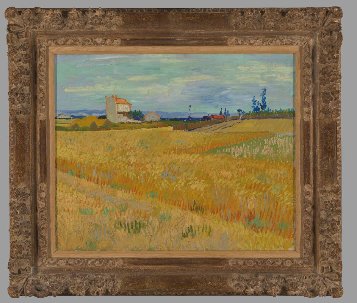 Wheatfield