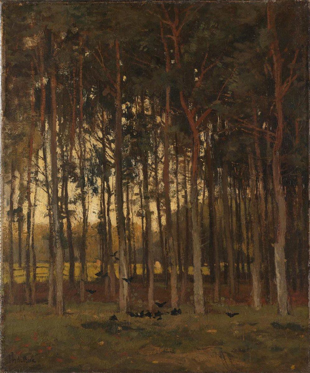 View in the Woods