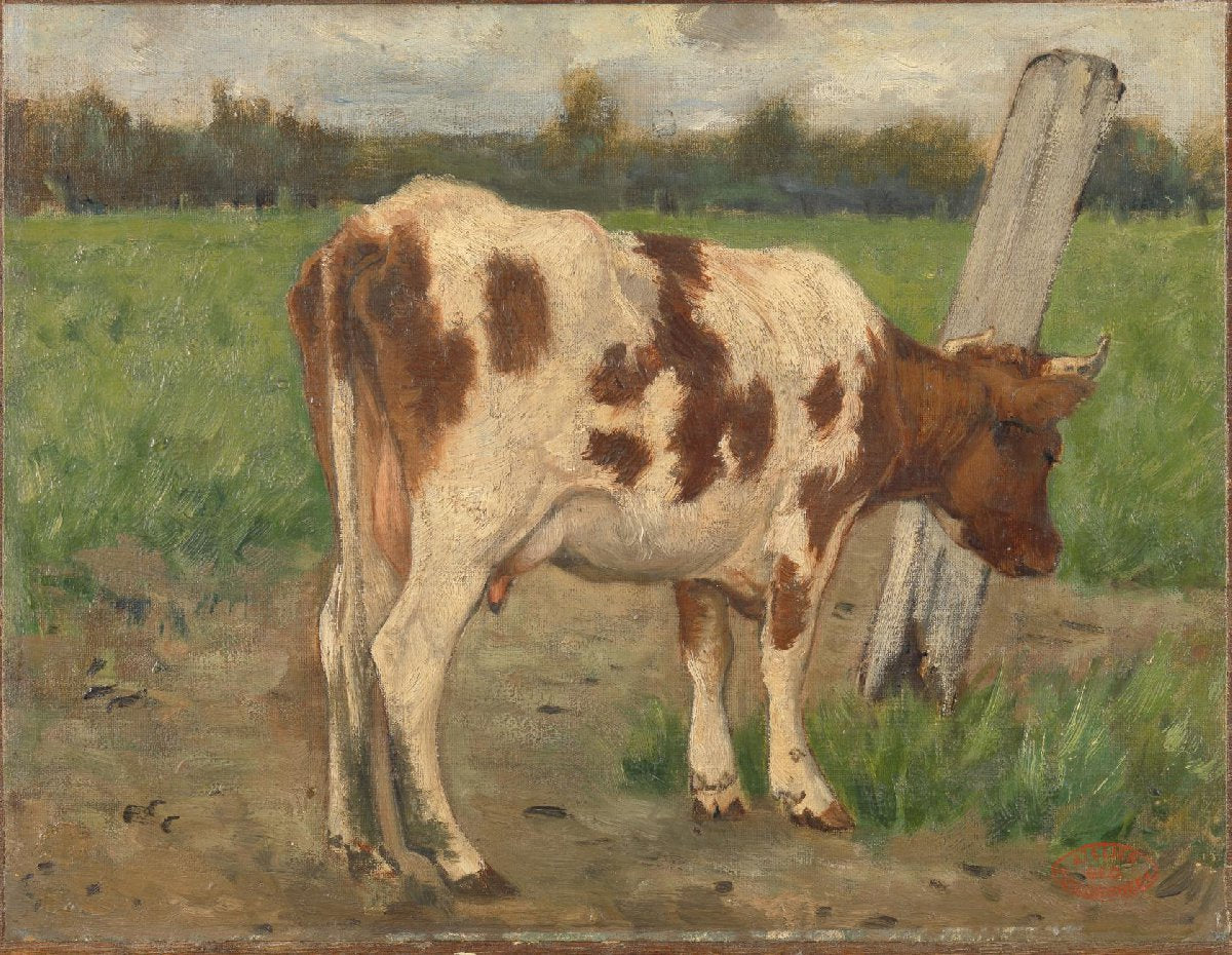 Cow